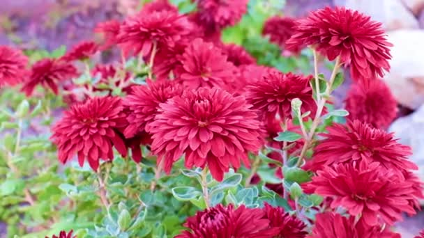 Bellissimi Crisantemi Giardino Sul Prato Del Parco — Video Stock