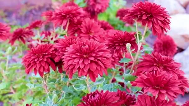 Bellissimi Crisantemi Giardino Sul Prato Del Parco — Video Stock