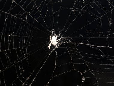 Kırılgan, şeytani bir örümceğin ince bir örümcek ağındaki siyah beyaz monokrom görüntüsü