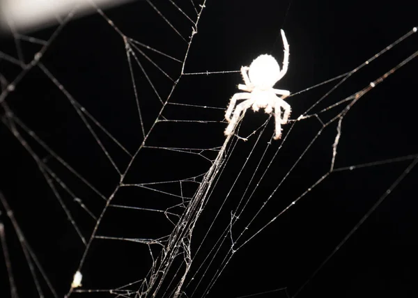 Immagine Monocromatica Bianco Nero Feroce Ragno Cattivo Una Delicata Ragnatela — Foto Stock