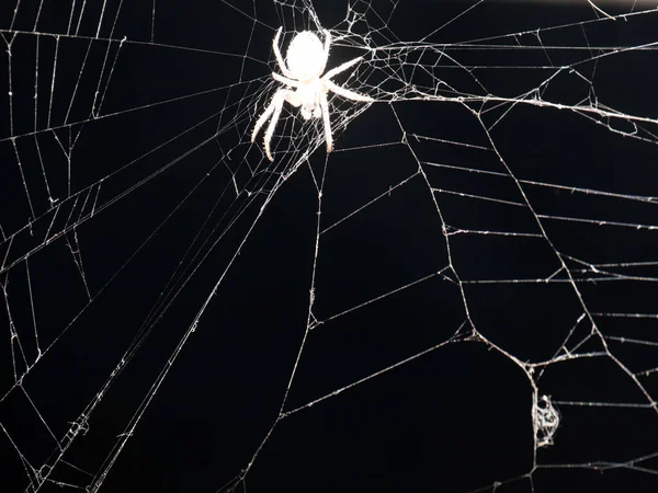 Immagine Monocromatica Bianco Nero Feroce Ragno Cattivo Una Delicata Ragnatela — Foto Stock