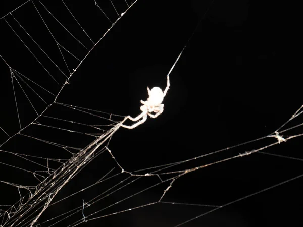 Immagine Monocromatica Bianco Nero Feroce Ragno Cattivo Una Delicata Ragnatela — Foto Stock