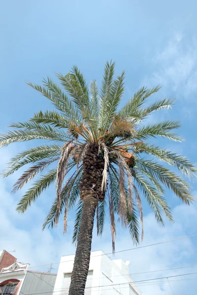 Ветви пальм — стоковое фото