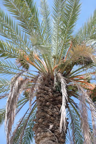 Branches of palm — Stock Photo, Image