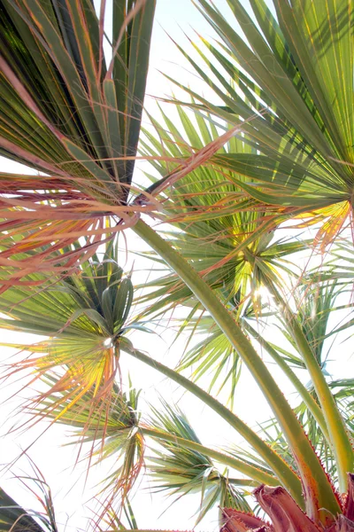 Branches of palm — Stock Photo, Image