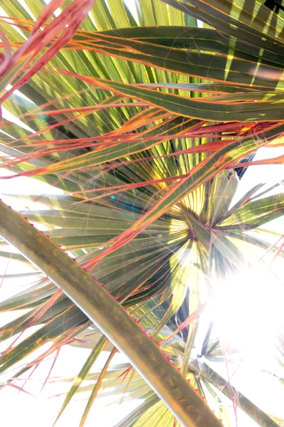 Branches de palmier — Photo