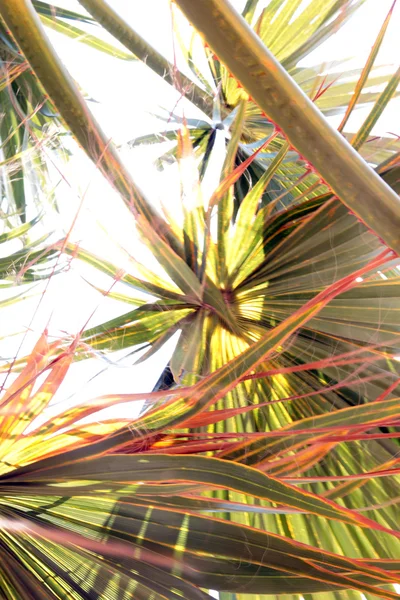 Palm ága — Stock Fotó
