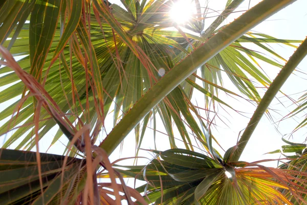 Oddziały palmy — Zdjęcie stockowe