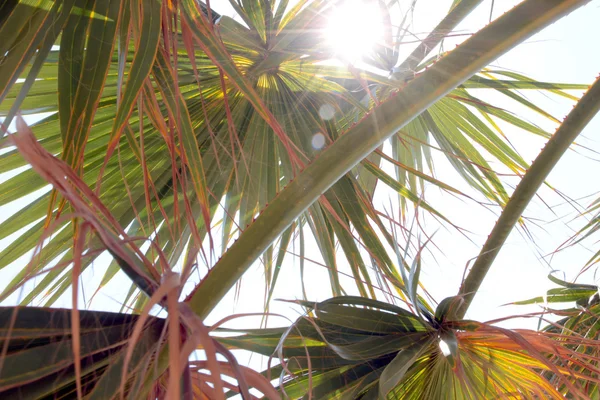 Branches of palm — Stock Photo, Image