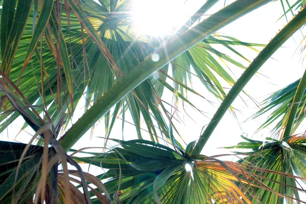 Branches de palmier — Photo