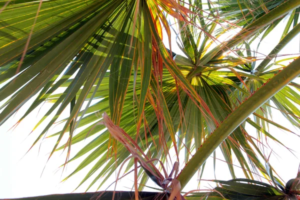 Takken van palm — Stockfoto