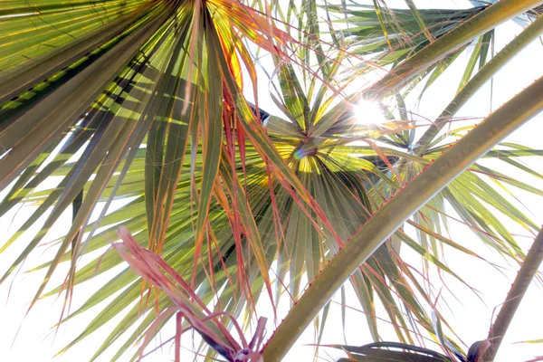 Oddziały palmy — Zdjęcie stockowe