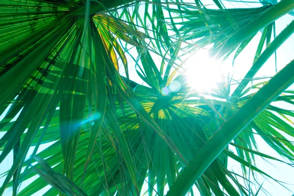 Branches of palm — Stock Photo, Image