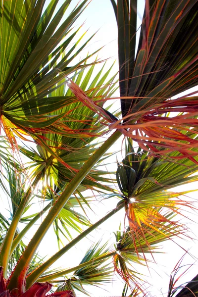 Branches of palm — Stock Photo, Image