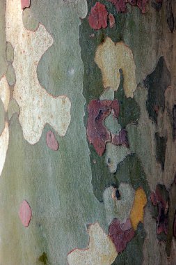 Kabuk ince tabakalar