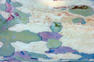 Kabuk ince tabakalar