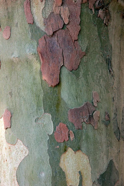 Bark flakes — Stock Photo, Image