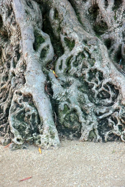 Velha árvore — Fotografia de Stock