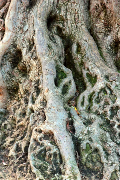 Velha árvore — Fotografia de Stock