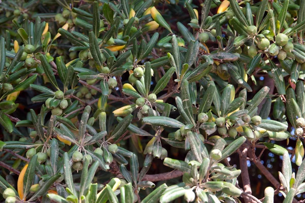 Olive fruit — Stock Photo, Image