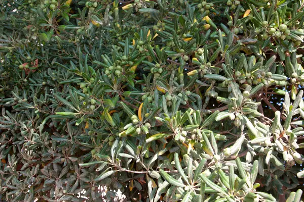 Fruta del olivo — Foto de Stock