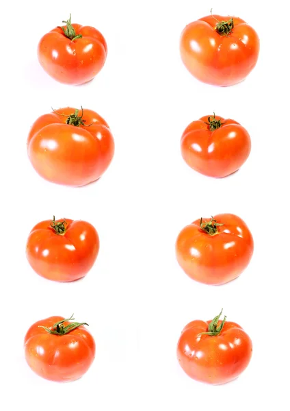 Pomodoro — Foto Stock