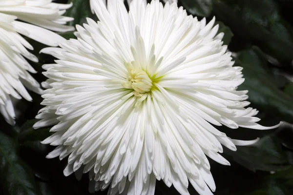 Chrysanthemum — Stock Photo, Image