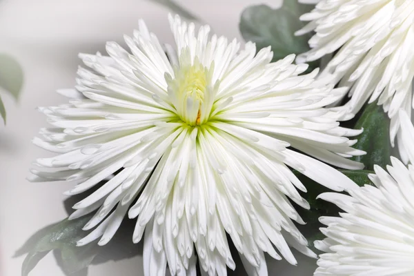 Chrysanthème — Photo