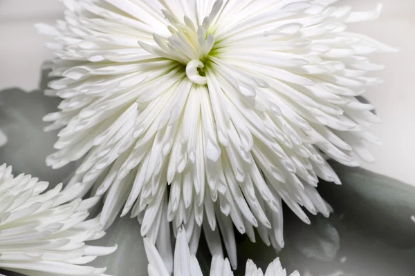 Chrysanthemum — Stock Photo, Image