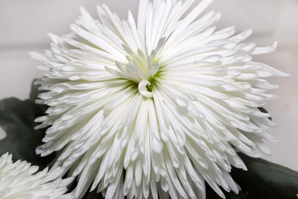 Chrysanthemum — Stock Photo, Image