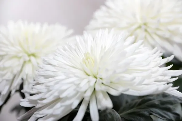 Chrysanthemum — Stock Photo, Image