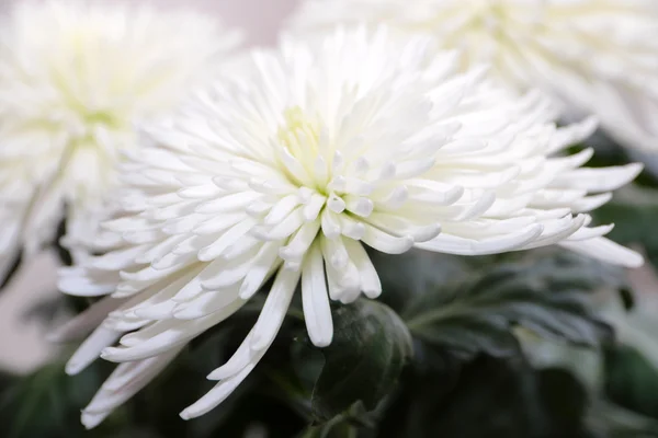 Chrysanthème — Photo