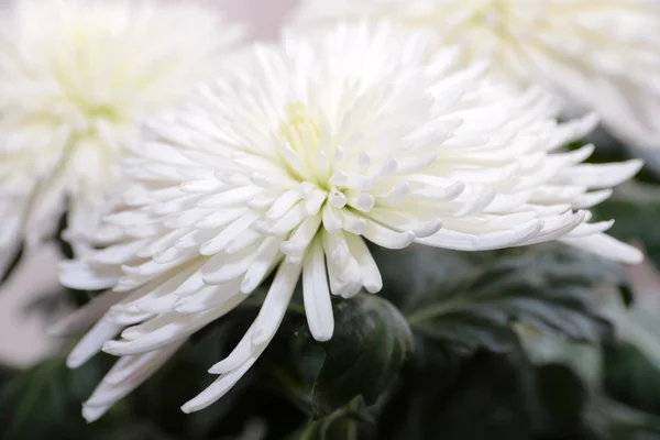 Chrysanthème — Photo