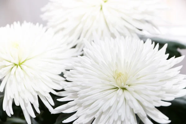 Chrysantheme — Stockfoto