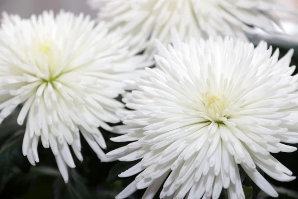 Chrysanthemum — Stock Photo, Image