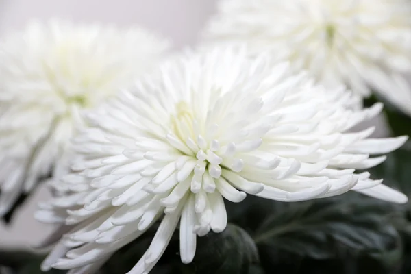 Chrysanthemum — Stock Photo, Image