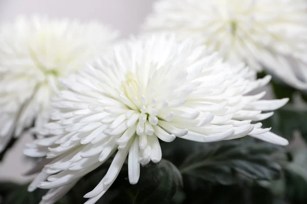 Chrysanthemum — Stock Photo, Image