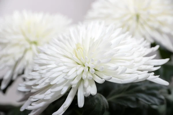 Chrysanthème — Photo