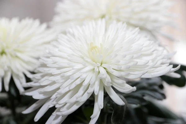 Chrysanthemum — Stock Photo, Image