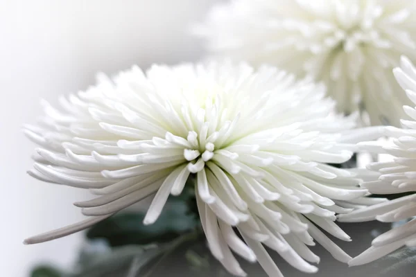 Chrysanthemum — Stock Photo, Image