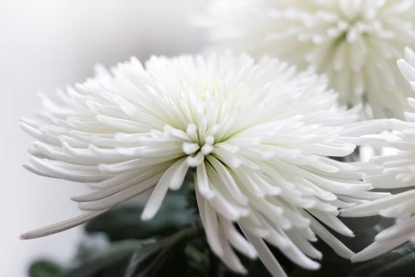 Chrysanthemum — Stock Photo, Image