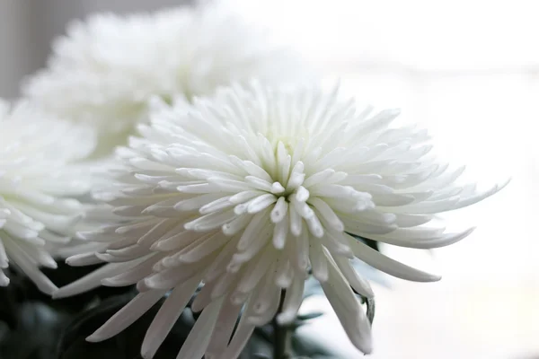 Chrysanthemum — Stock Photo, Image