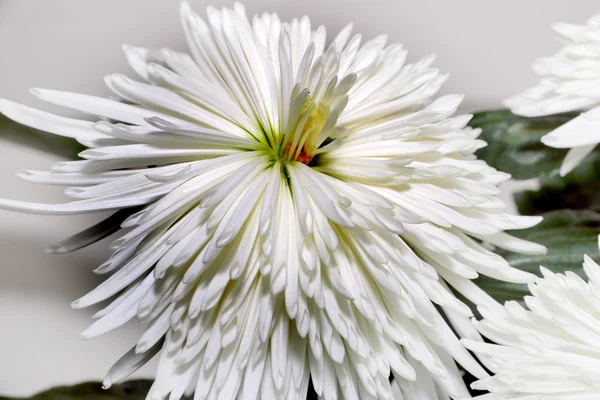 Chrysanthème — Photo