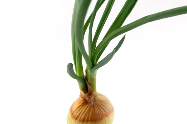 Sprout green onions — Stock Photo, Image