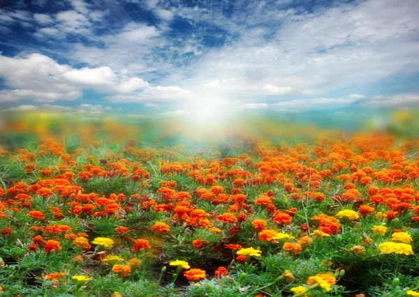 stock image Solar field