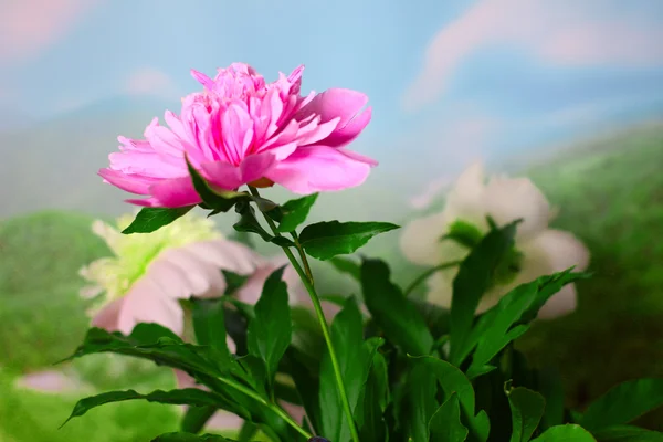 Peony flower — Stock Photo, Image