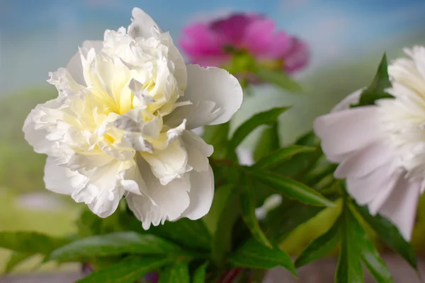 Flor de peonía — Foto de Stock