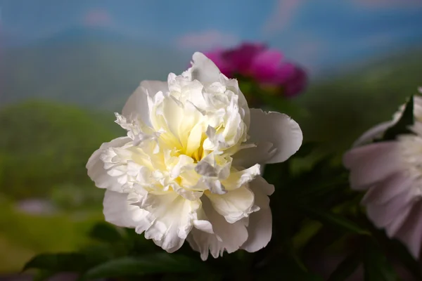 Pfingstrosenblume — Stockfoto