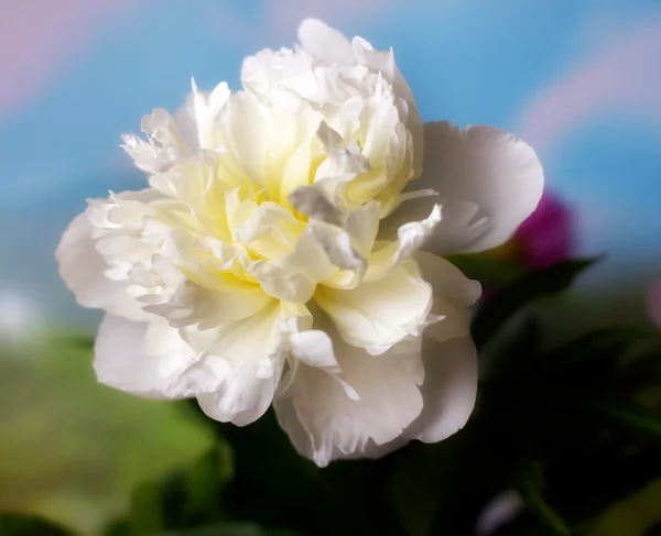 Flor de peonía — Foto de Stock