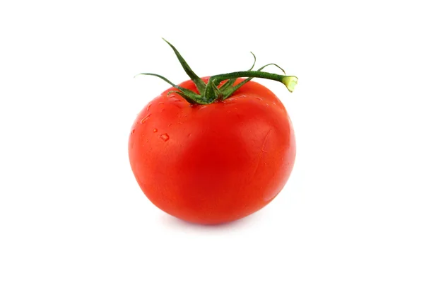 Tomaten — Stockfoto